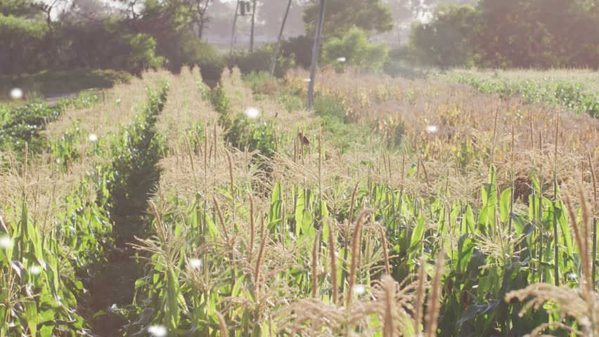 Light breeze sending corn stalks swaying and sunlit particles drifting, adding warm depth. Maize, rows, furrow, farmland, horizon, pollen, bokeh