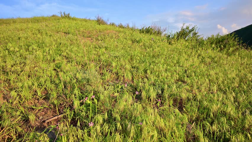Green grass and small pink wildflowers on a hillside under a blue sky in spring.