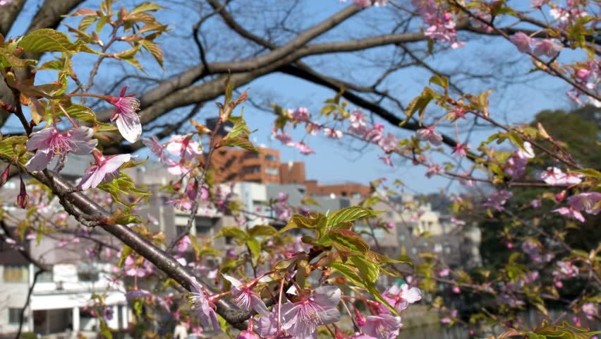 Pink sakura flowers sway gently on branches against a clear blue sky in spring