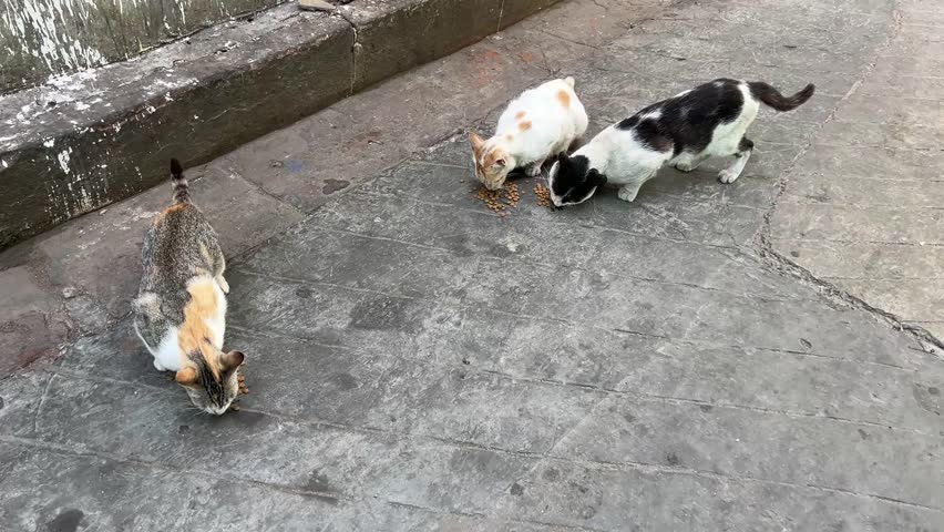 A pair of local Indian cats playing amidst the historic lanes of the city, capturing a candid moment of community animals in a vibrant West Bengal neighborhood.