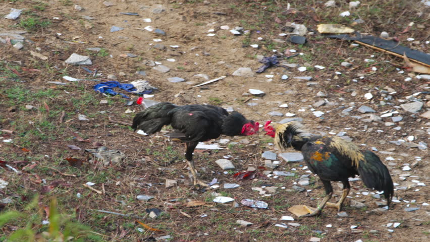 Two rooster was fighting at outdoor area
