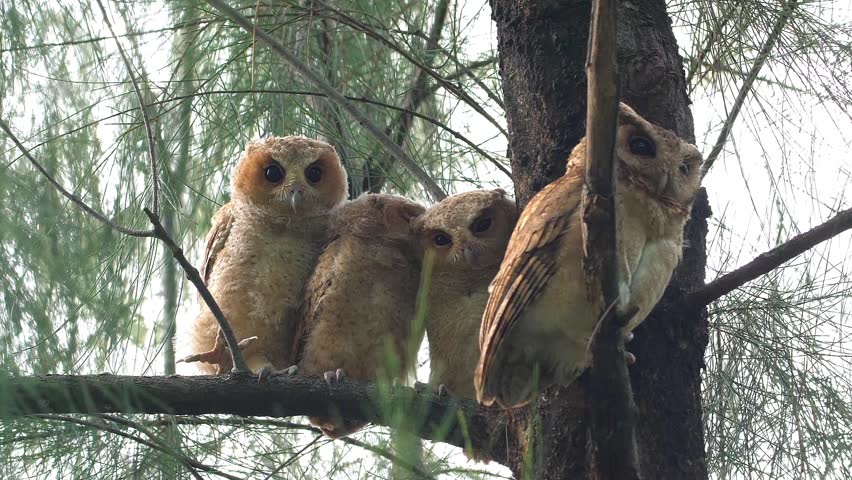 Four Collared Scops-Owls (Otus lettia) perched together on a pine tree branch in a forest during daytime. Group of owls looking at camera in natural habitat. Slow motion.