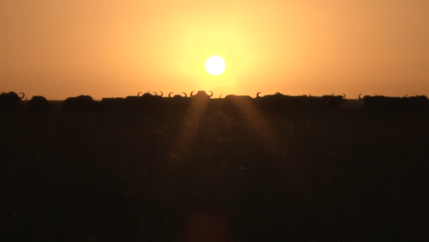 buffalos silhouettes in the setting sun