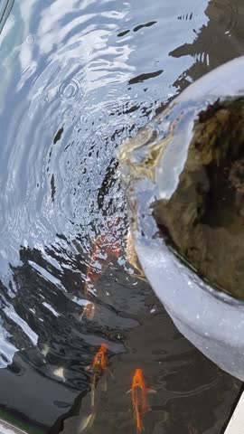 Top view of colorful koi fish swimming in a clear pond with water ripples