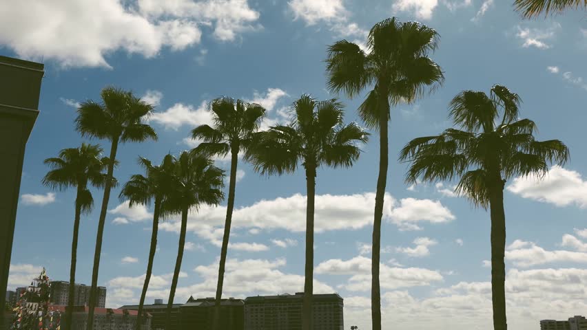Palm trees blowing in the wind under the sky