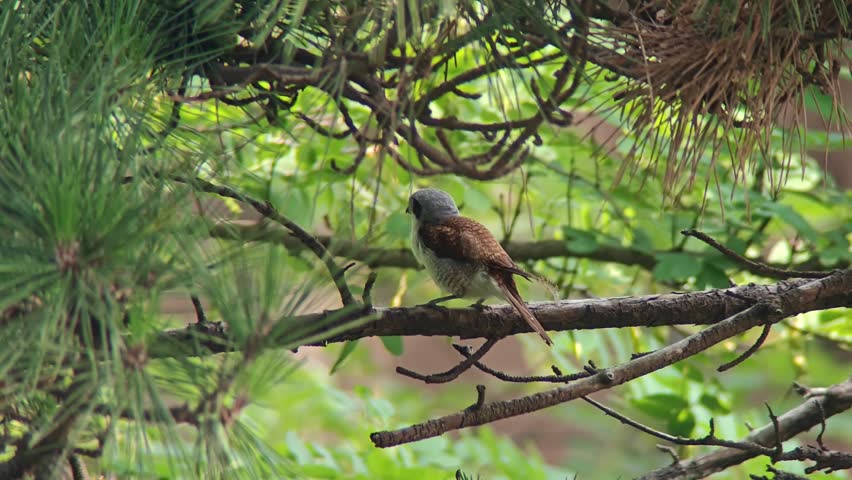 Wild shrike bird with a black mask perched calmly on a pine tree branch surrounded by lush green forest foliage in its natural habitat