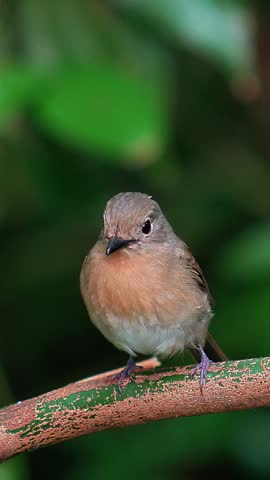 Small beautiful brown and orange songbird perched quietly on a tree branch against a dark green blurred background in its natural forest habitat