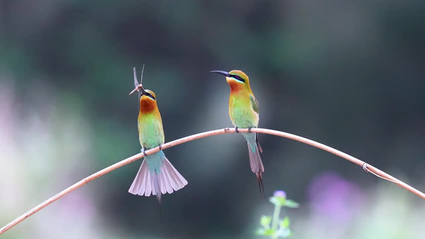 Two vibrant colorful bee-eater birds perched on a curved branch, one holding a caught dragonfly prey in its beak while the other watches, against a smooth blurred background in their natural habitat