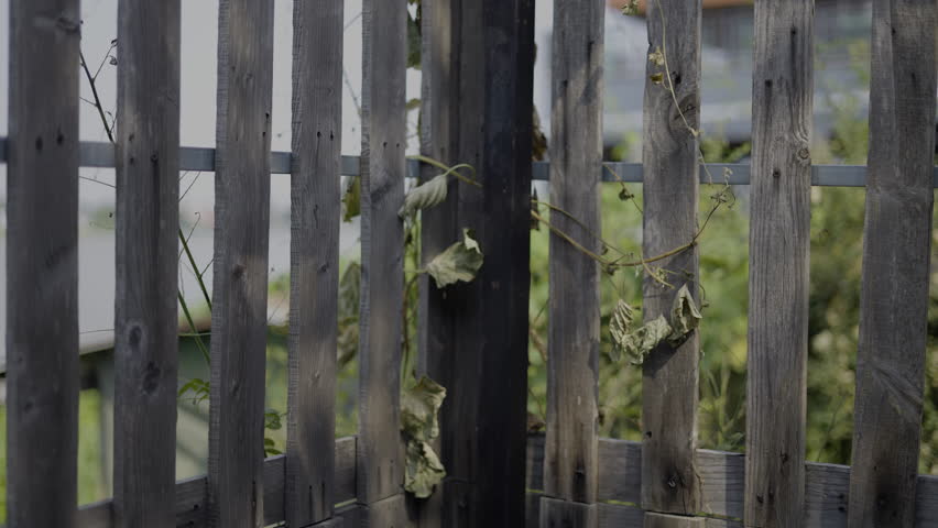 Weeds on Wooden Fence Slowly Dying, A poetic video of weeds on a wooden fence slowly withering, reflecting the quiet passage of time, perfect for nature documentary and environmental advertising.