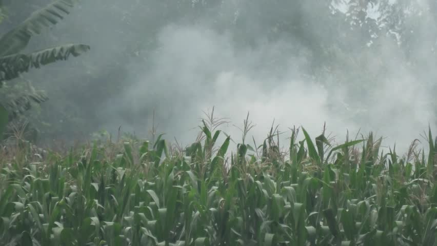 A steady shot of a corn field covered in thick white smoke or fog, with tropical banana trees visible in the background under overcast sky.