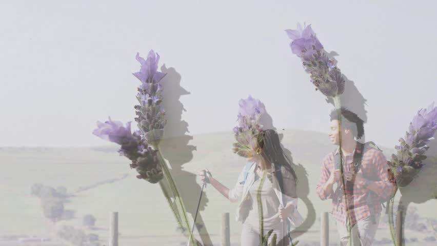Woman with pole and man entering adjusting pack walking path lavender overlaying pair for health. Couple, hiking, outdoor, nature, countryside, meadow, flowers