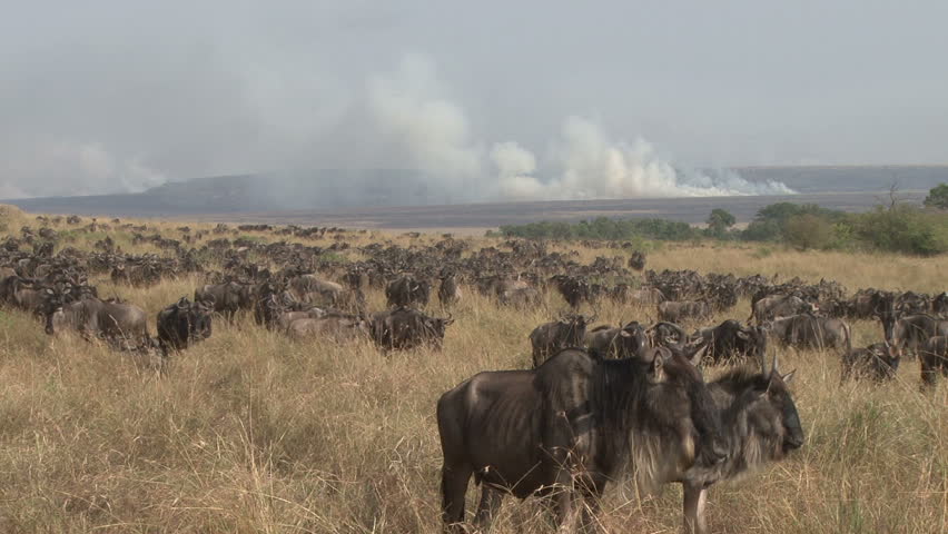 burning grass in the wildeness, with wildebeests in danger