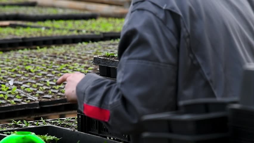 Close-up of human hands with small plants in the process of sowing in the soil in a greenhouse or nursery. Several small green seedlings have already been planted in rows.