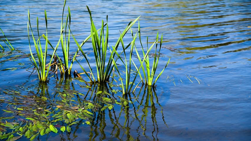 Wild grass grows around a small lake. Calm and peaceful nature