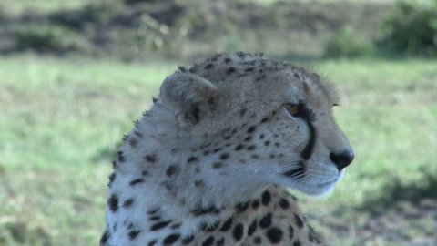 close up of cheetah face alert.