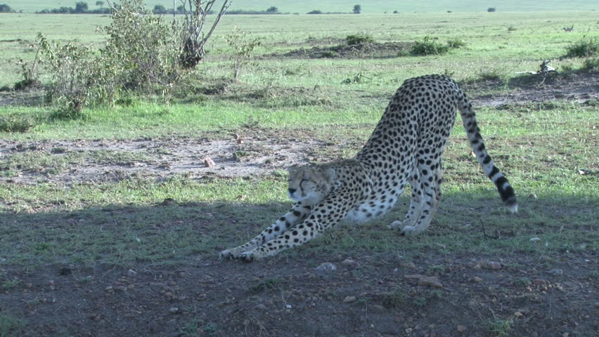 close up of cheetah face alert.