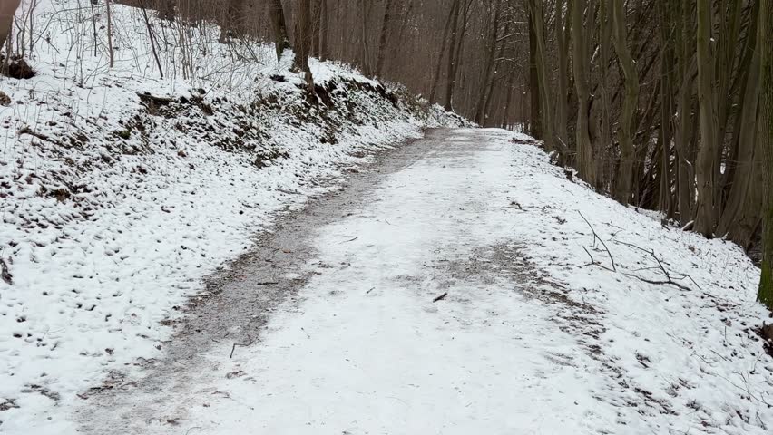 Snowy path winding through a dormant winter forest