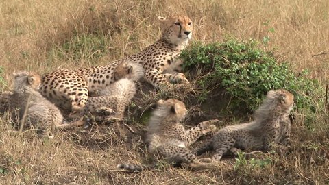 cheetah and babies.