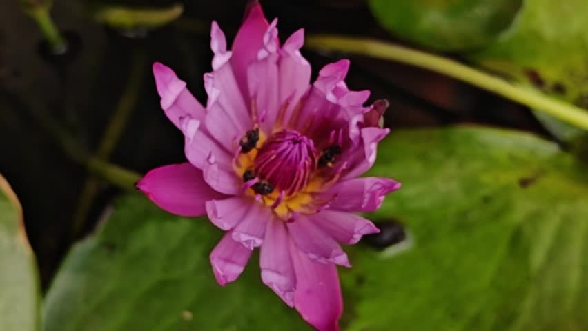 The purple lotus flower is blooming beautifully with green leaves.