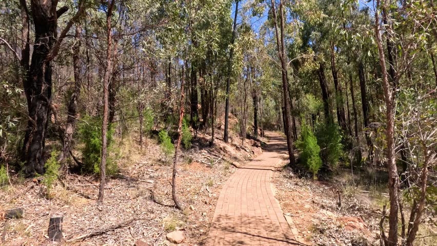 Smooth motion footage of forested trail in sunlight.