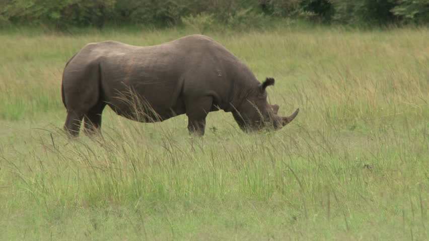 close up of a lone black rhinocerous