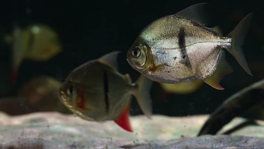 Piranhas swim calmly in water waiting for food with close views of sharp teeth and reflective skin captured in slow motion