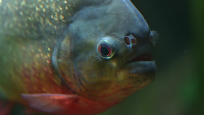 Close up of piranhas moving slowly with visible teeth and shimmering scales filmed in slow motion underwater scene