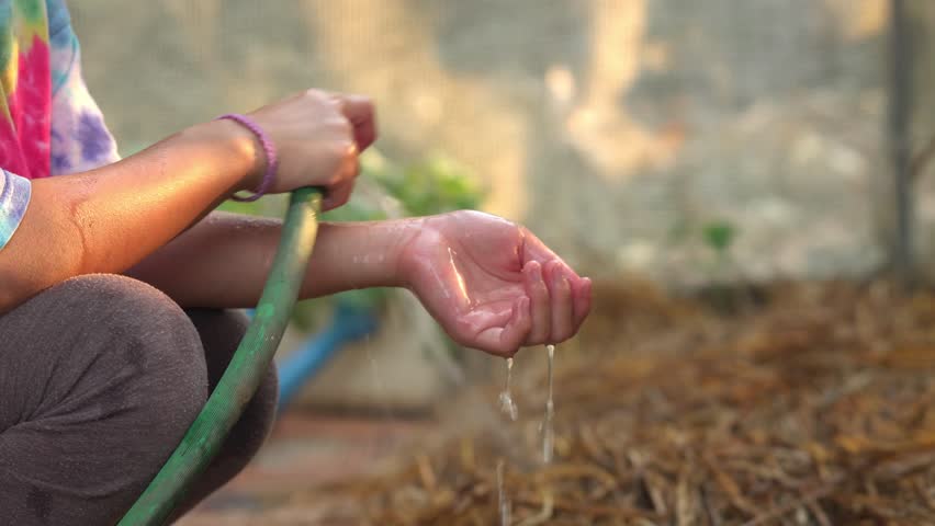 Little Asian girl watering vegetables in the backyard garden, cute child using a hose to water plants, home gardening and sustainable lifestyle concept.