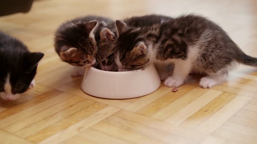 Several playful kittens gather around a food bowl, eagerly sharing their meal on a warm wooden floor. Their interactions showcase their playful nature and curiosity.
