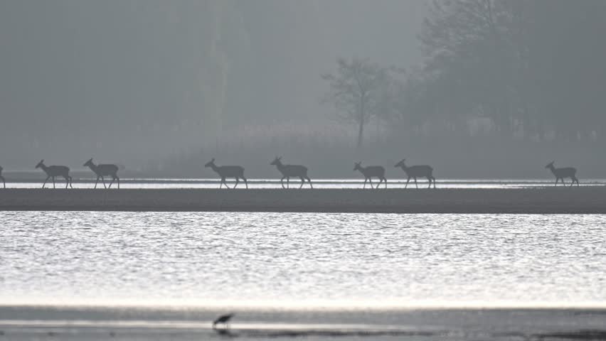 Herd of female deer walking across shallow lake at sunrise seen as dark silhouettes in slow motion backlit wildlife scene