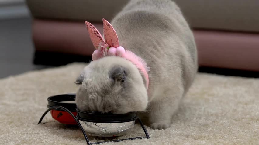 A fluffy cat wearing adorable bunny ears happily eats from its bowl in a comfortable home setting. The playfulness of the cat adds charm to this delightful moment.