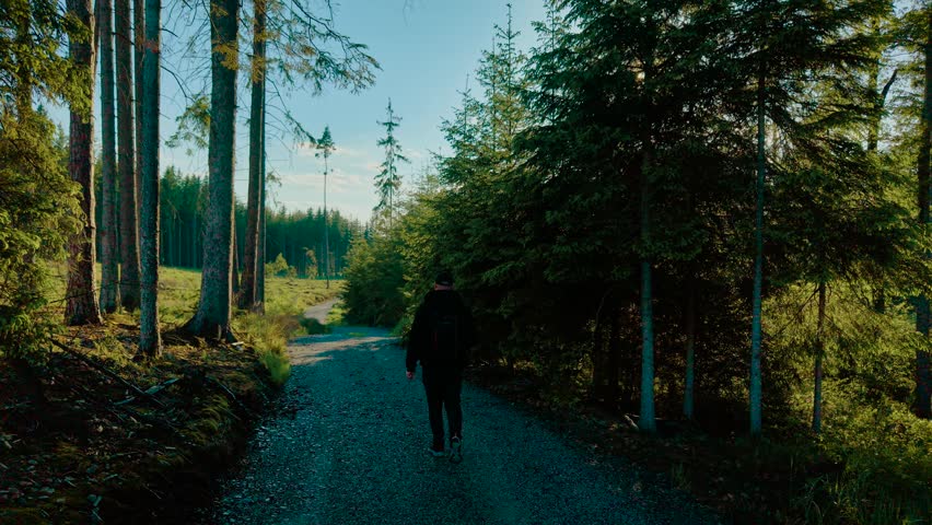 Backpacker walking along gravel forest path in sunny weather. Male strolling through wooded trail with sunlight filtering between trees. Explorer moving down winding road surrounded by green pines and