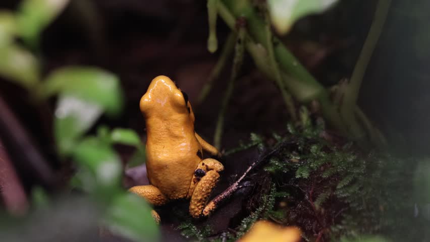 Phyllobates terribilis "golden poison dart frog" seen close up on grass foraging, Golden poison dart frog seen close up