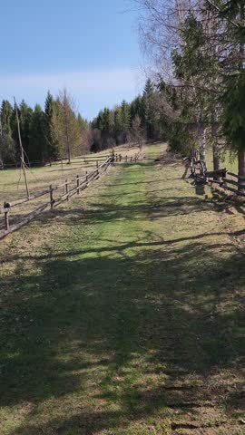 Mountain Forest Landscape with Evergreen Trees and Distant Hills Footage