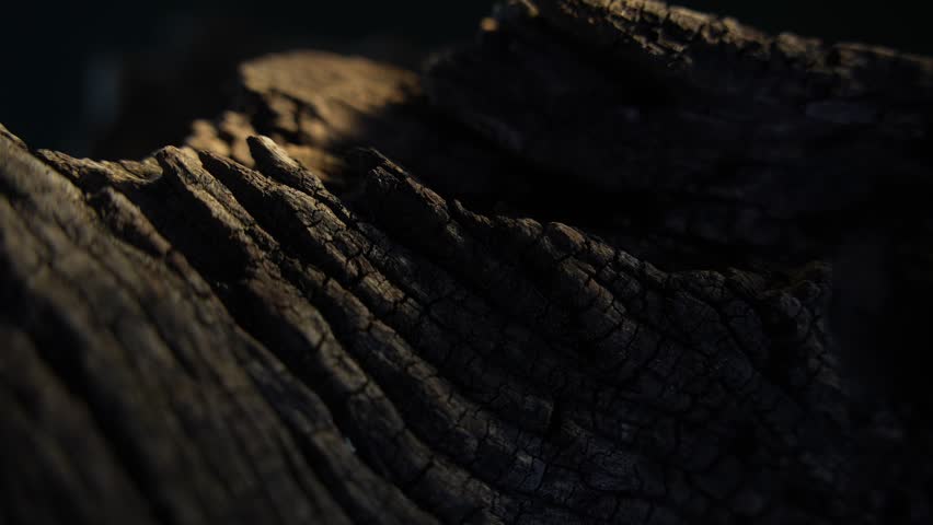 Wood bark ridges with dramatic light and shadow creating cinematic texture