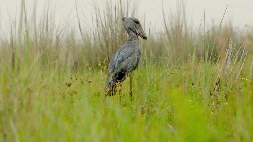 Shoebill filmed from a boat in the Entebbe swamps, Uganda, full body,