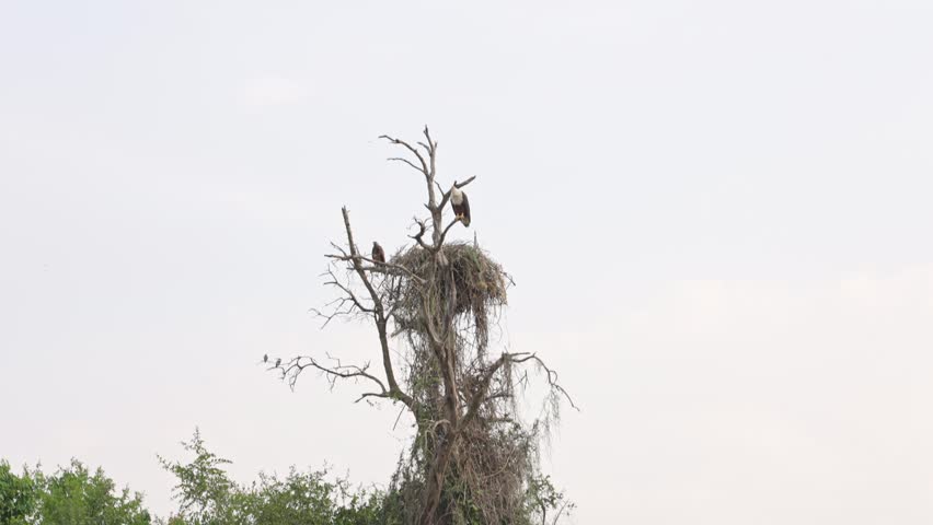 An African fish eagle landing at its nest atop a tree, photographed during a boat cruise on Lake Mburo National Park,