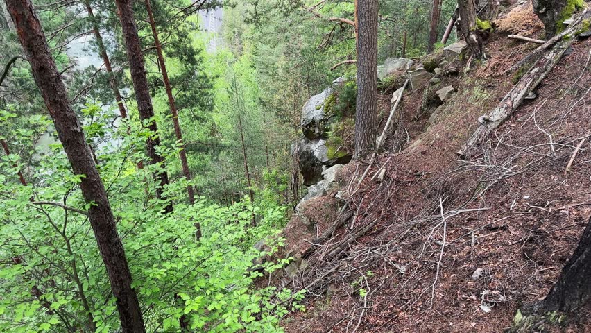 Old tall pines and other trees growing in forest on the steep rocky mountain slope with road and river down in the valley, view while vertical panning at spring overcast day
