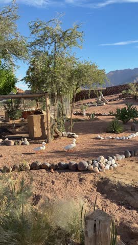 Late Afternoon in Namibia: Serenity of Nature with White Ducks and Mountain Backdrop