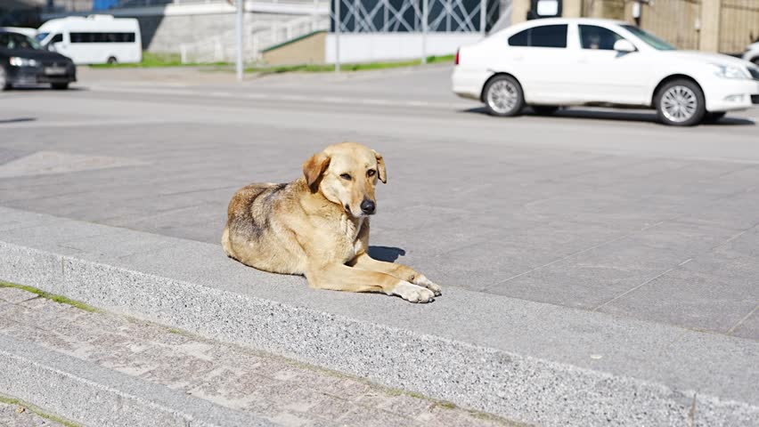 A dog lies on the edge of the road while cars drive by in a busy city. The sunlight shines on the dog as it relaxes during the day.