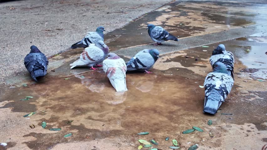 Group of pigeons gather around puddle, drinking and splashing water