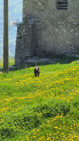Happy adult brown Labrador dog with red collar running through green meadow with yellow dandelions in the Italian Alps, rustic old stone barn in background, joyful countryside pet lifestyle