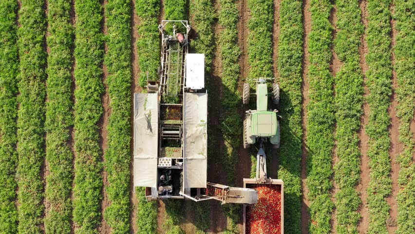 Aerial view captures a tomato harvesting machine collecting ripe tomatoes in lush green fields. Efficient operation highlights modern farming techniques and productivity in agriculture.