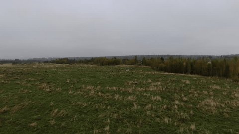 Aerial View of Grazing Cows in Green Meadow