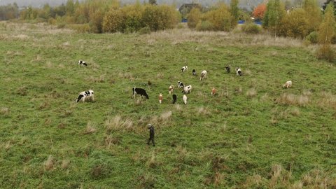 Aerial View of Cows Grazing in Green Meadow