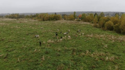Aerial View of Cows Grazing in Green Meadow
