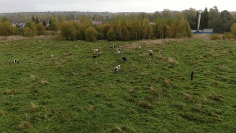 Aerial View of Cows Grazing in Green Meadow