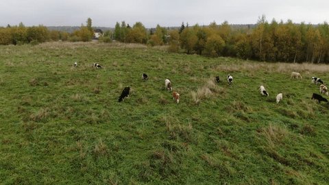 Aerial View of Cows Grazing in Green Meadow