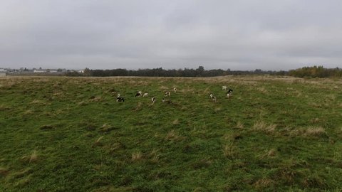 Aerial View of Cows Grazing in Green Meadow