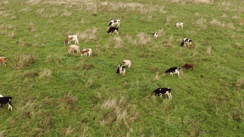 Aerial View of Cows Grazing in Green Meadow